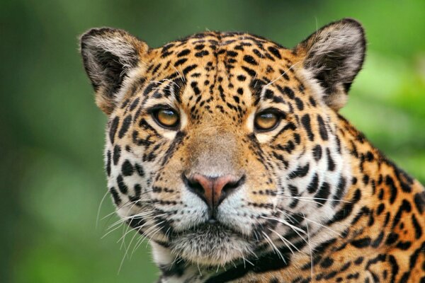 Leopardo-refere-se a animais predadores