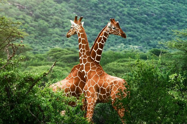 Two stately giraffes and an endless jungle