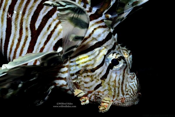 A spiny fish swims in the dark