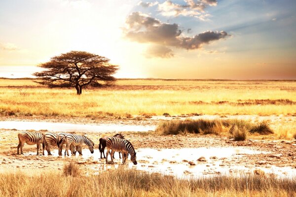 Hermoso paisaje de animales en Safari