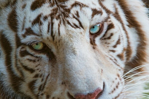 Weißer Tiger mit verschiedenen Augen