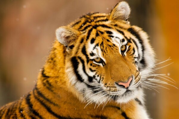 Tigre siberiano de animales salvajes