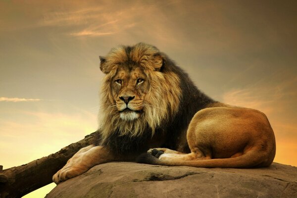 The lion king of beasts is lying on a stone