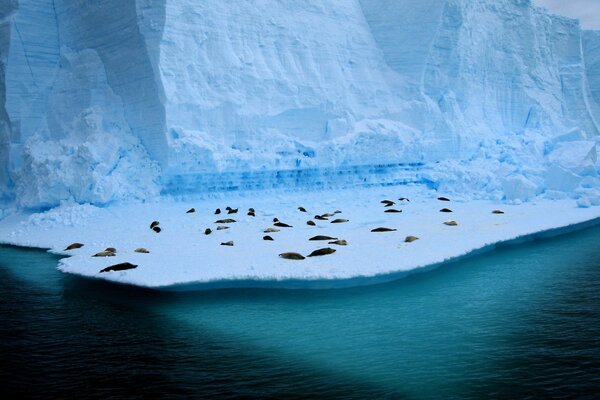 Marine animals on an iceberg floe