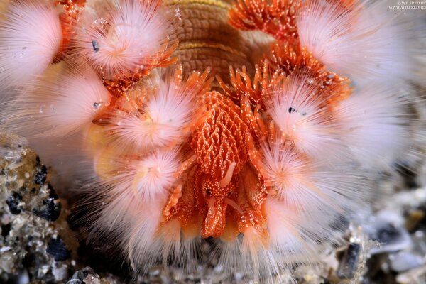 Mare bellissimi animali mondo sottomarino