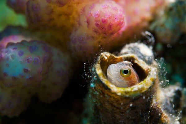 Un esclavo del mar asomándose a un fondo de Coral