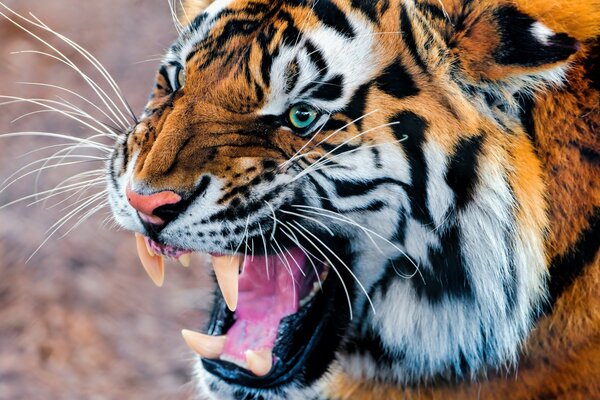 Der zerrissene Tiger bereitet sich auf den Angriff vor