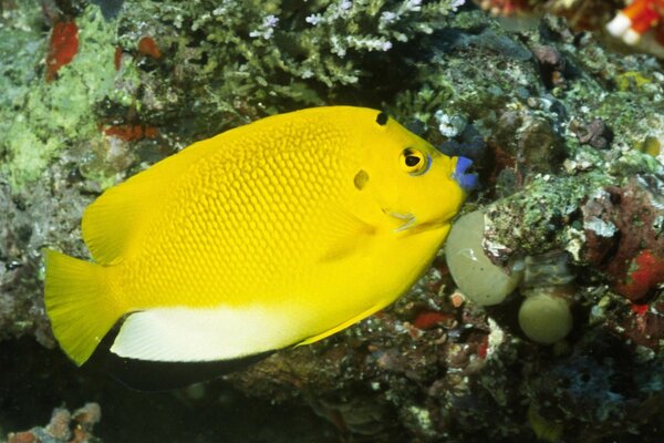 Vividi abitanti della barriera corallina