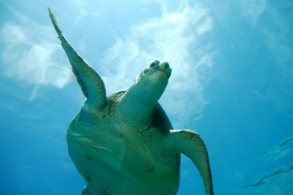 Turtle underwater, a marine animal