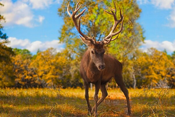 Un ciervo camina en el bosque sobre la hierba