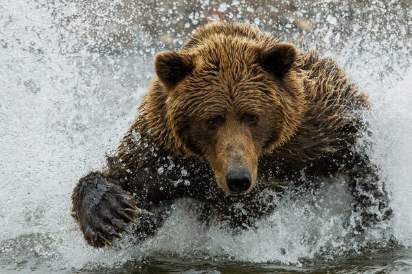 Ours brun dans les éclaboussures d eau