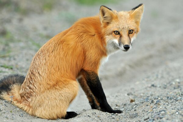 Fuchs Steine Wolle Maulkorb