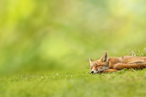 Sleep is important for little foxes