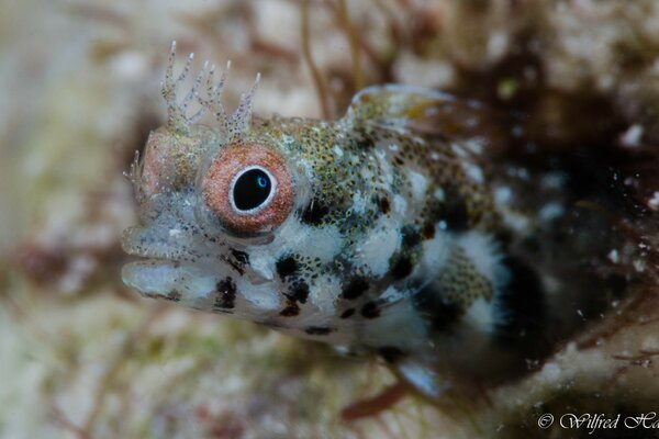 Puchegdazaya poisson au fond de la mer