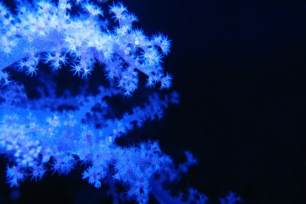 Beautiful snowflakes Christmas winter