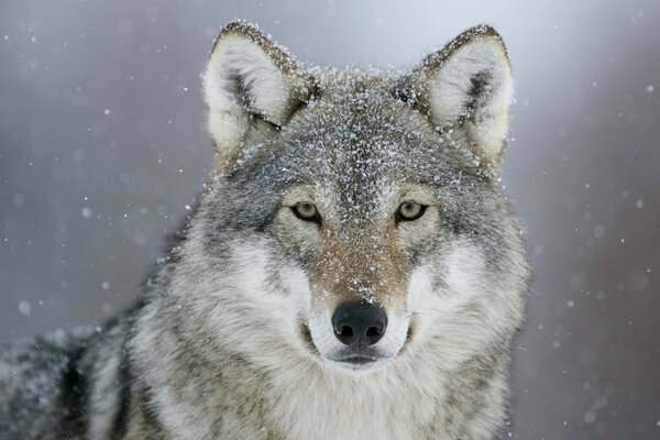 Grauer Wolf im Winterwald