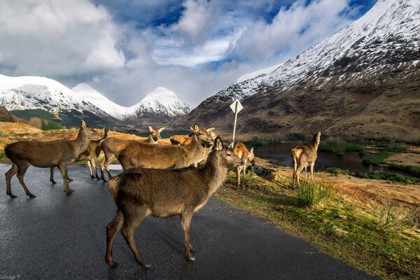 Rehe gingen an der frischen Luft spazieren