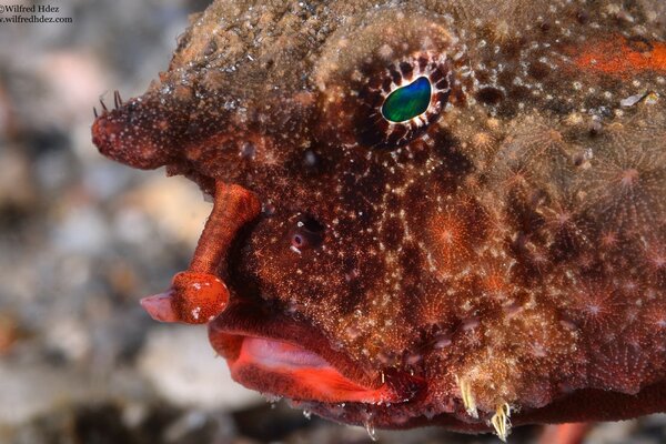 Strano animale marino