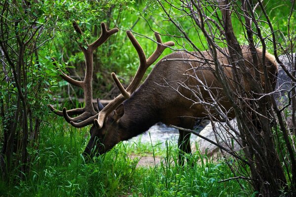 Hirsche sind schöne Tiere, die im roten Buch aufgeführt sind