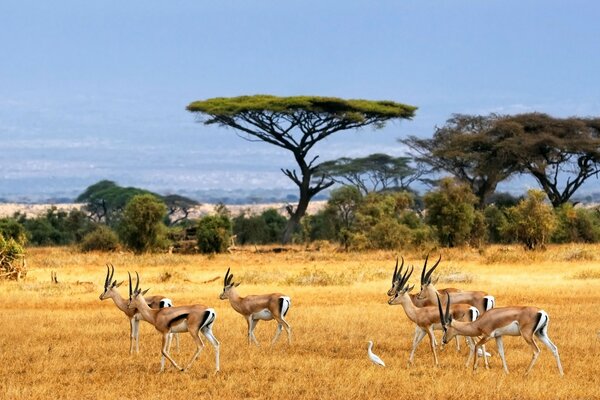 Nel parco safari si possono osservare le antilopi