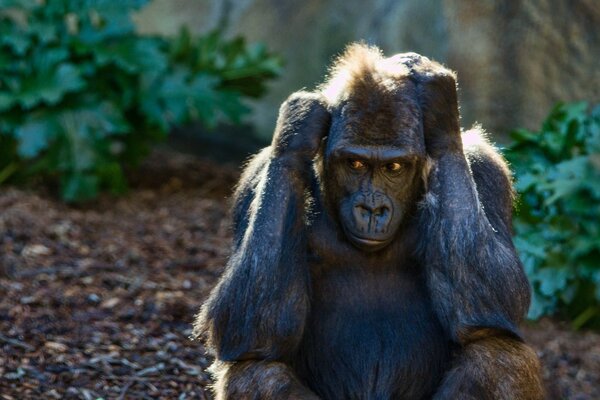 Mono el habitante más antiguo de la vida silvestre