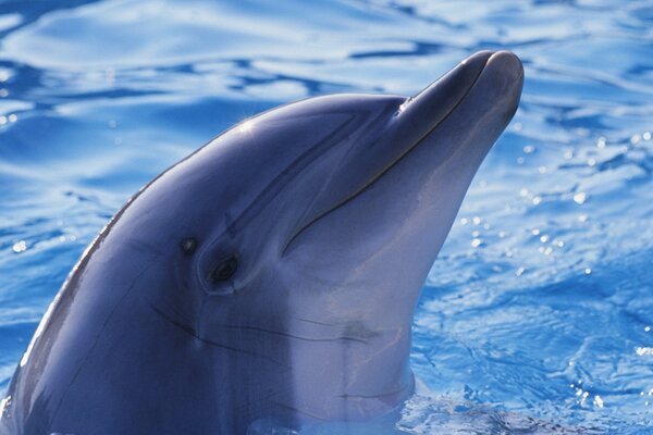 Der Delphin kam halb aus dem Wasser