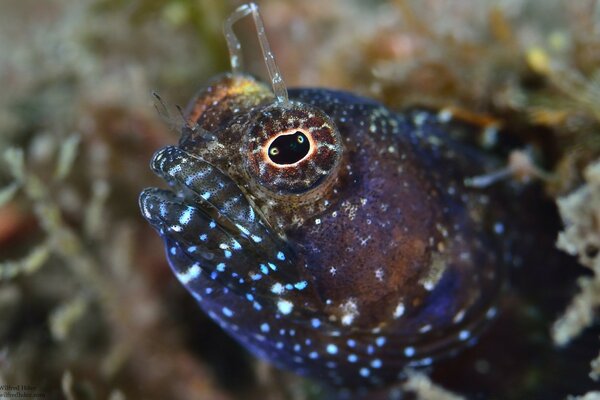 A jerk peeks out of a coral reef