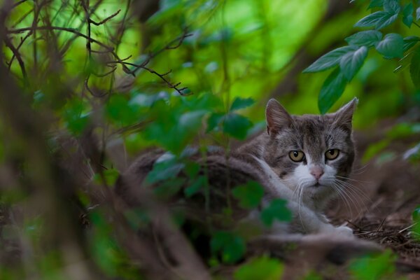 Katze im Wald unter den Blättern