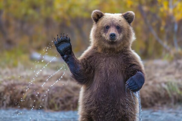 Die Tierwelt begrüßt den Fotografen