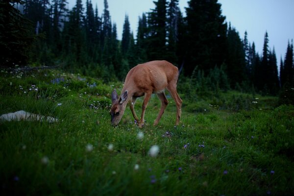 A little fawn in the forest