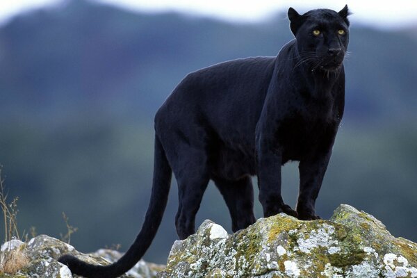 Black Panther on the stone