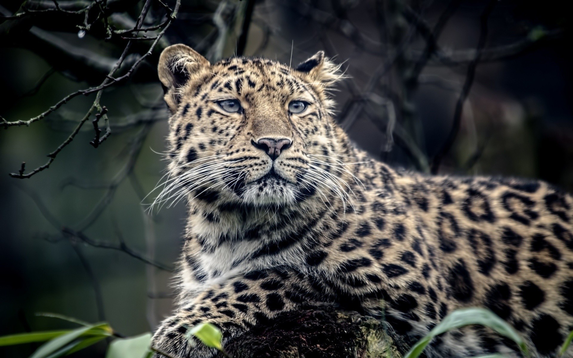 animaux chat faune mammifère léopard prédateur animal nature sauvage chasseur safari mangeur de viande zoo fourrure danger grand