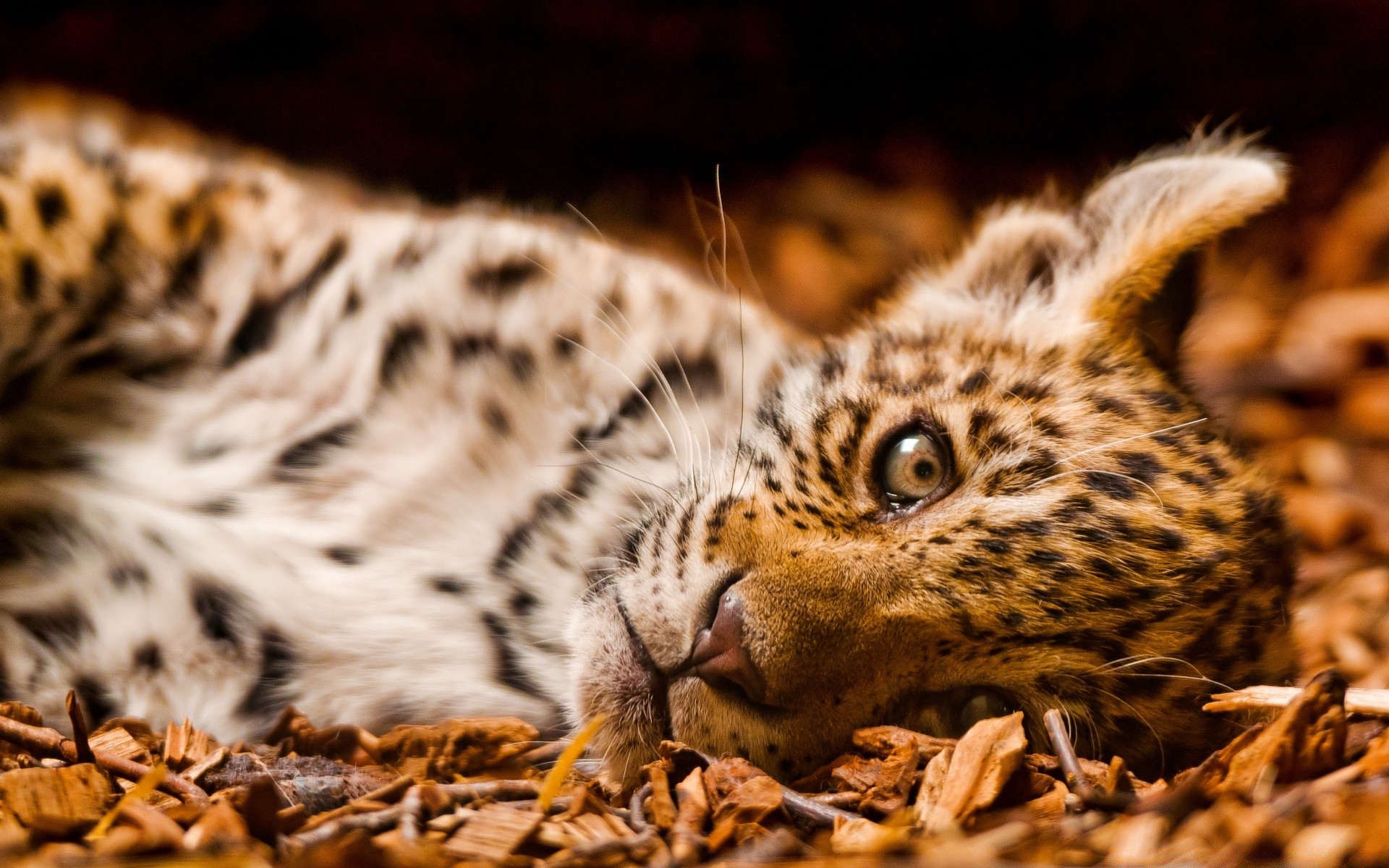 zwierzęta przyroda kot ssak zwierzę drapieżnik natura dziki lampart zoo mięsożerca futro tygrys myśliwy portret safari