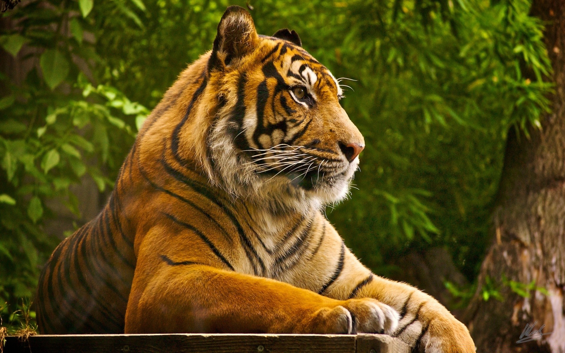 animais tigre gato selva vida selvagem predador grande caçador mamífero perigo animal selvagem comedor de carne natureza safari jardim zoológico pele caça retrato cabeça zangado