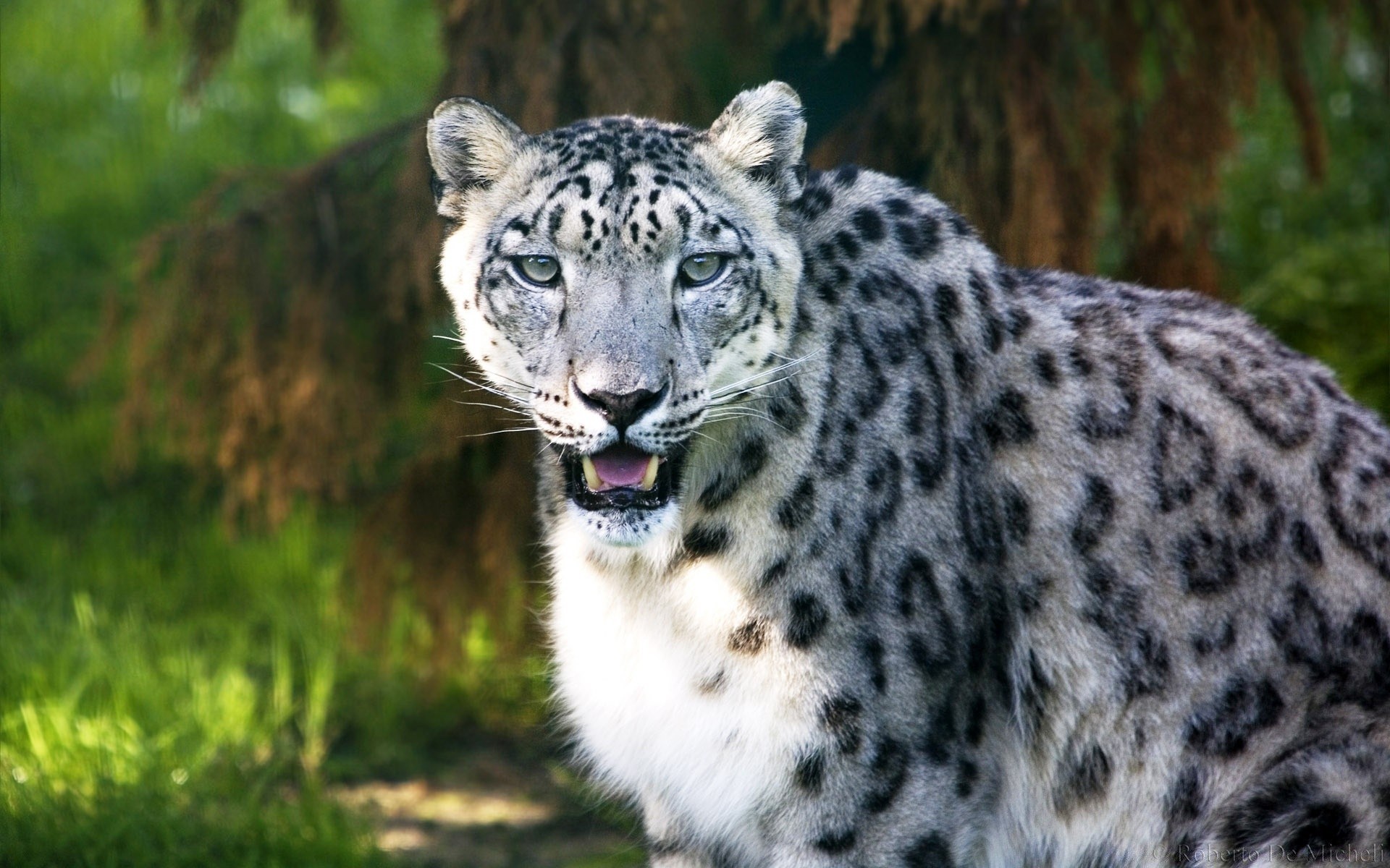 animaux faune mammifère animal chat nature prédateur sauvage mangeur de viande grand zoo chasseur léopard fourrure