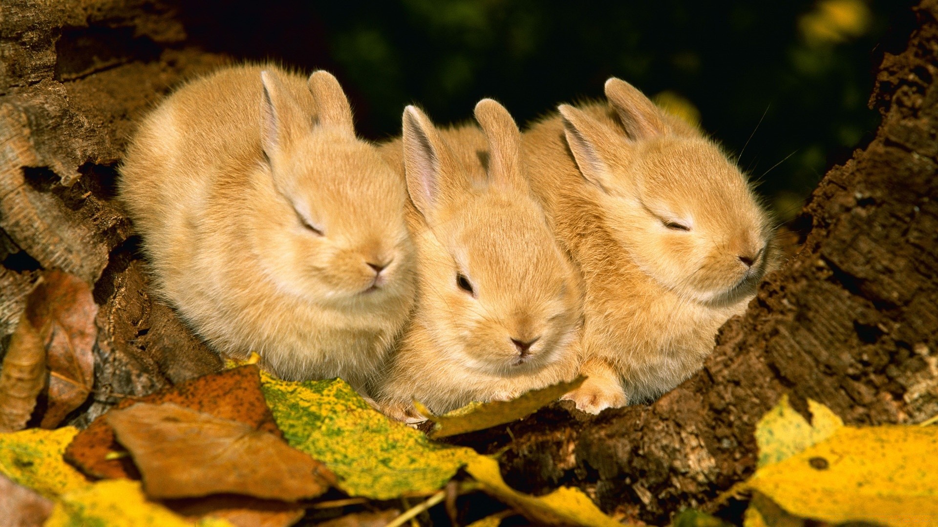 animale sveglio roditore mammifero natura fauna selvatica coniglio piccolo prodotto di pellicia occhio