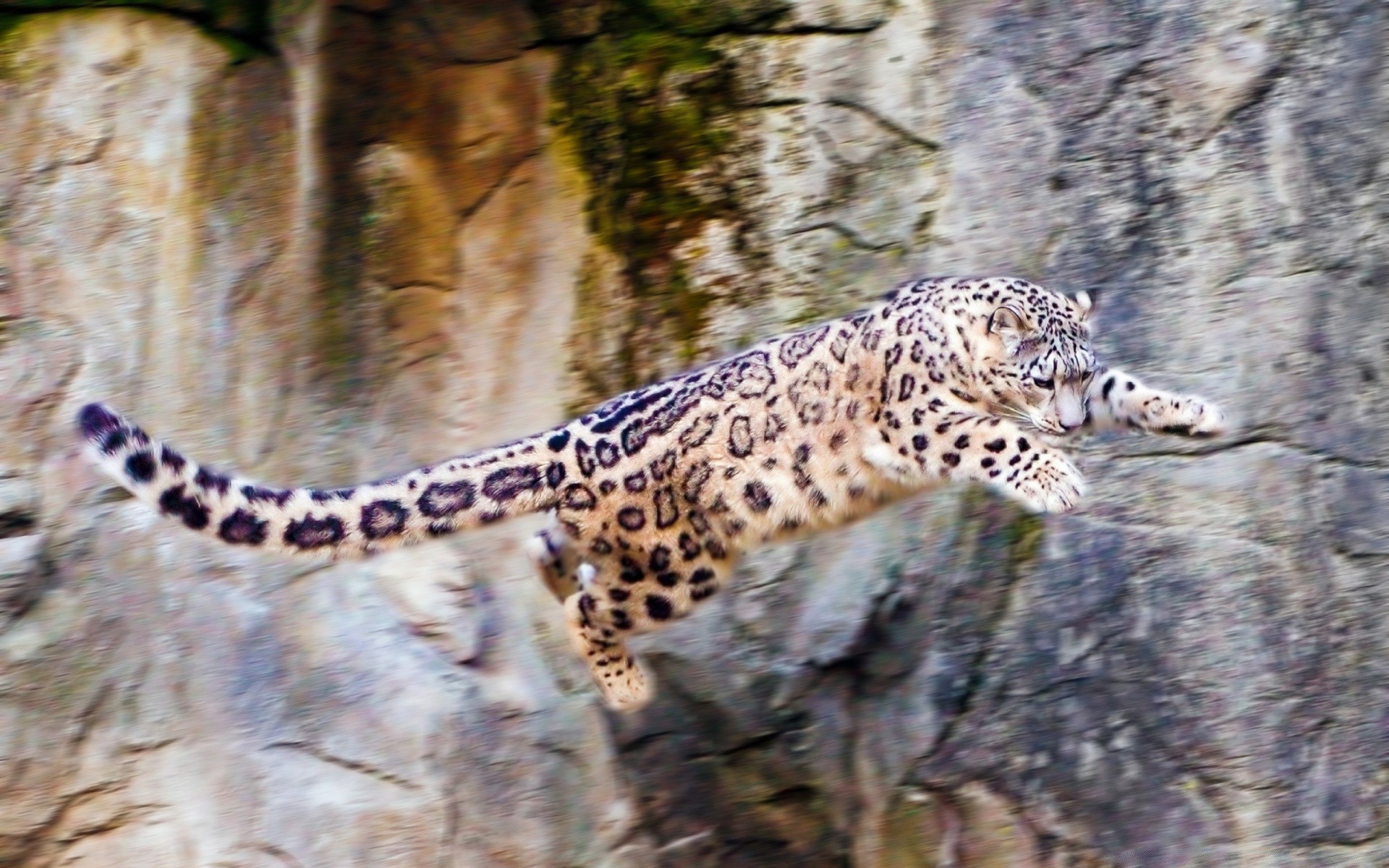 animais natureza vida selvagem animal selvagem mamífero jardim zoológico ao ar livre leopardo