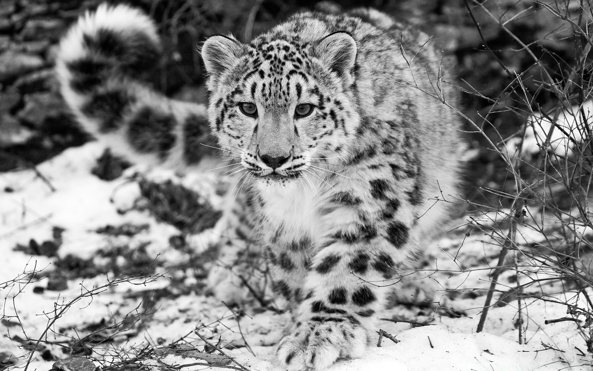 zwierzęta przyroda kot drapieżnik natura dziki ssak mięsożerca zwierzę duży niebezpieczeństwo myśliwy lampart zoo zima futro safari