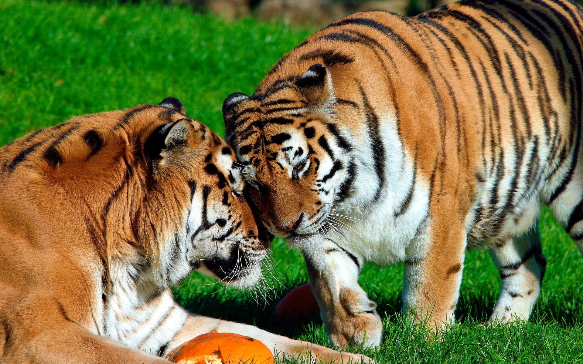 animaux mammifère chat animal faune tigre sauvage fourrure herbe prédateur mangeur de viande zoo safari chasseur