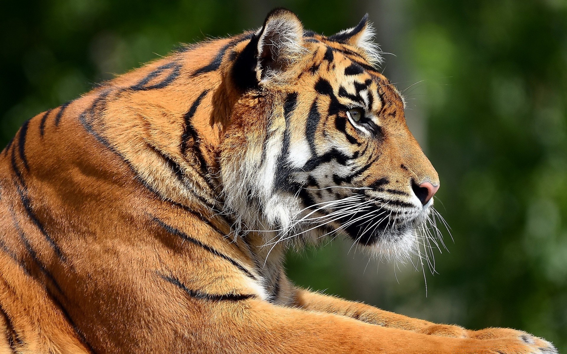 animali fauna selvatica gatto tigre mammifero predatore animale zoo giungla cacciatore selvaggio mangiatore di carne pericolo pelliccia aggressione caccia safari alla ricerca ritratto grande testa