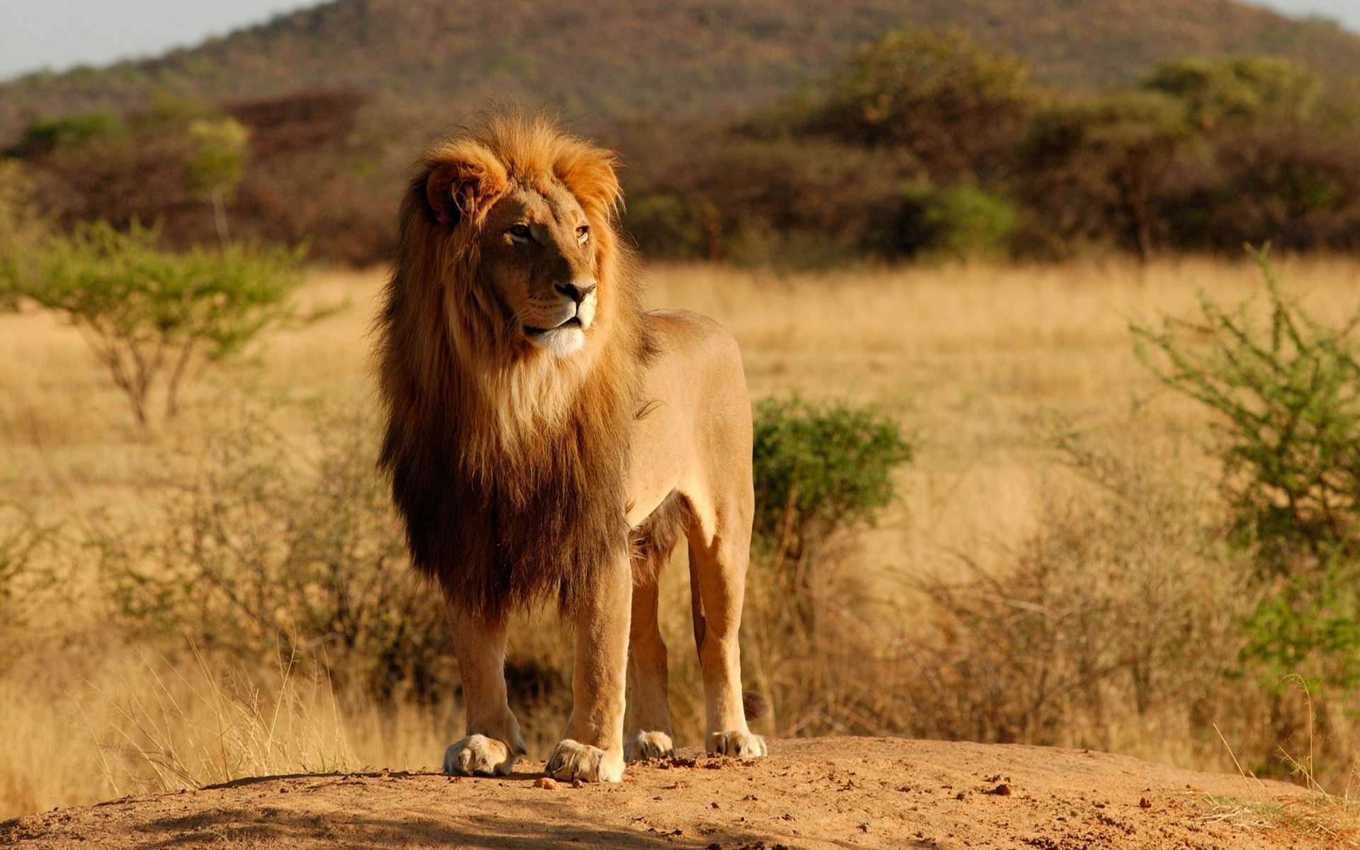 animaux mammifère animal lion faune herbe safari chat nature sauvage à l extérieur