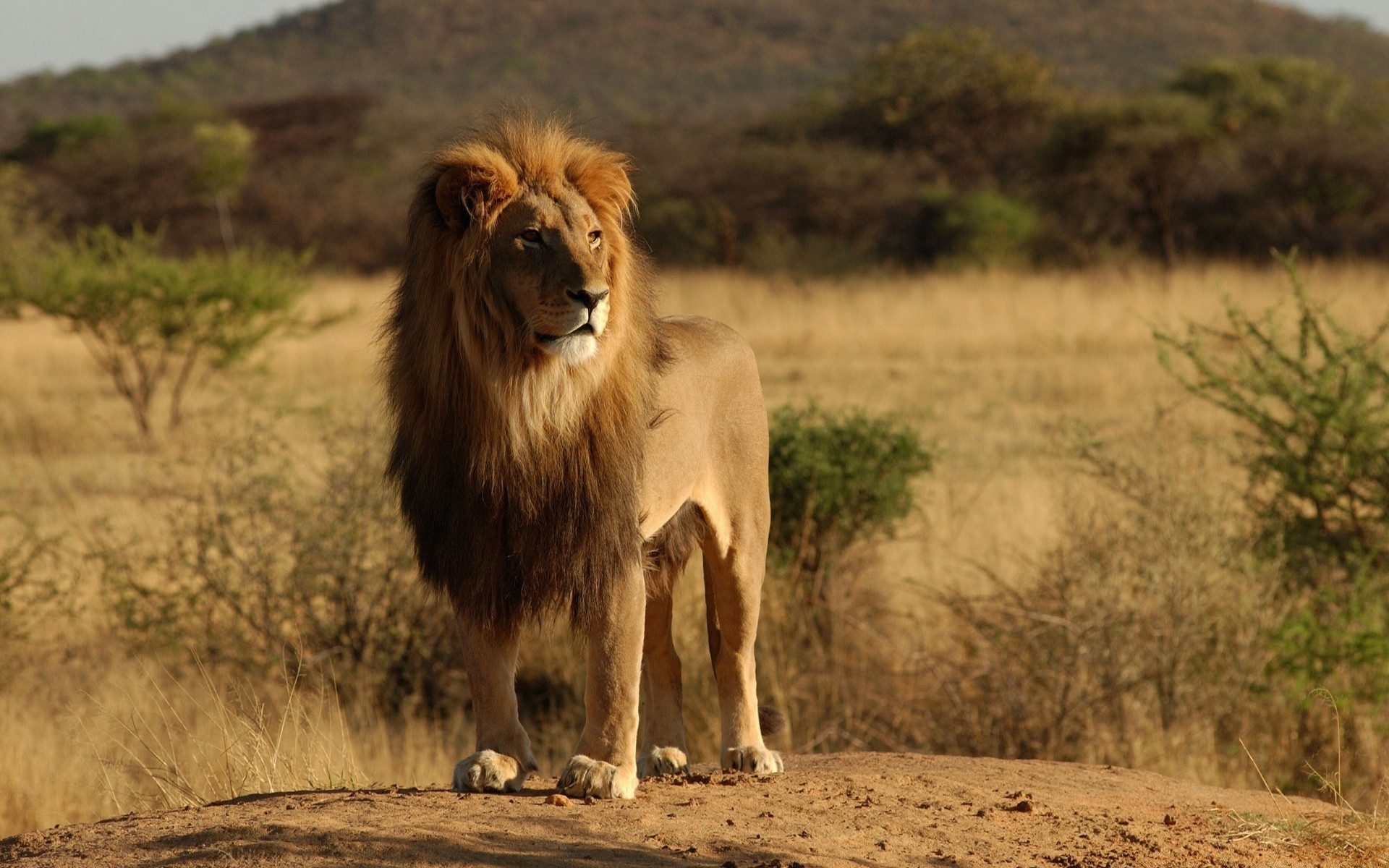 animaux mammifère lion faune animal safari chat herbe à l extérieur pâturage