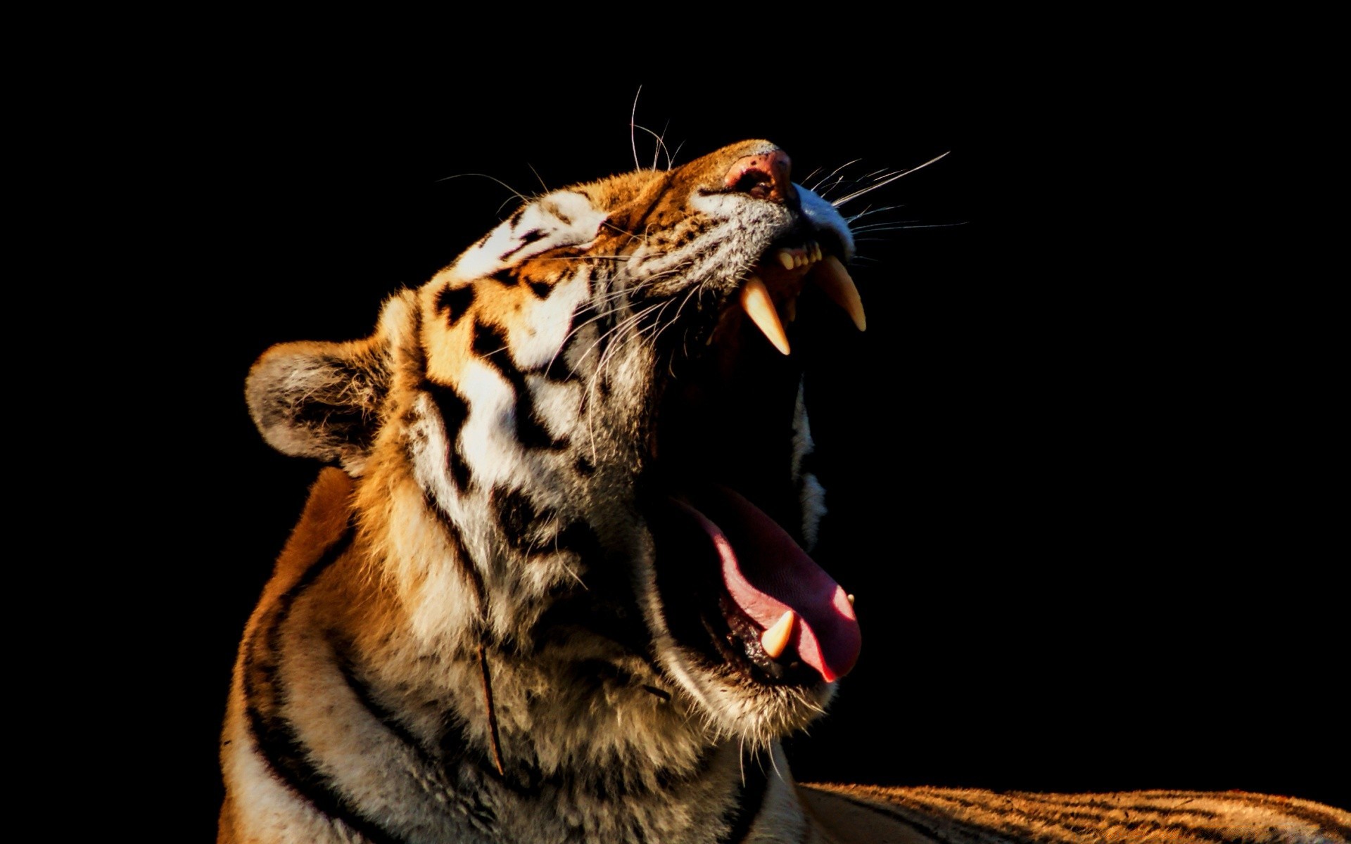 tiere tierwelt tier katze säugetier raubtier tiger porträt zoo wild gefahr jäger streifen natur