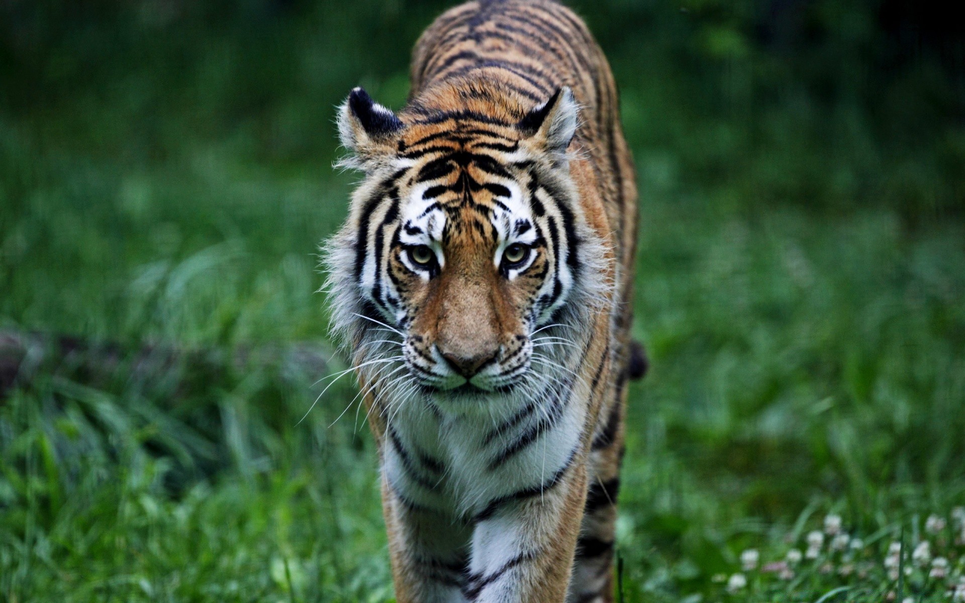 animali fauna selvatica mammifero animale gatto selvaggio mangiatore di carne natura predatore tigre cacciatore giungla pericolo pelliccia grande caccia occhio