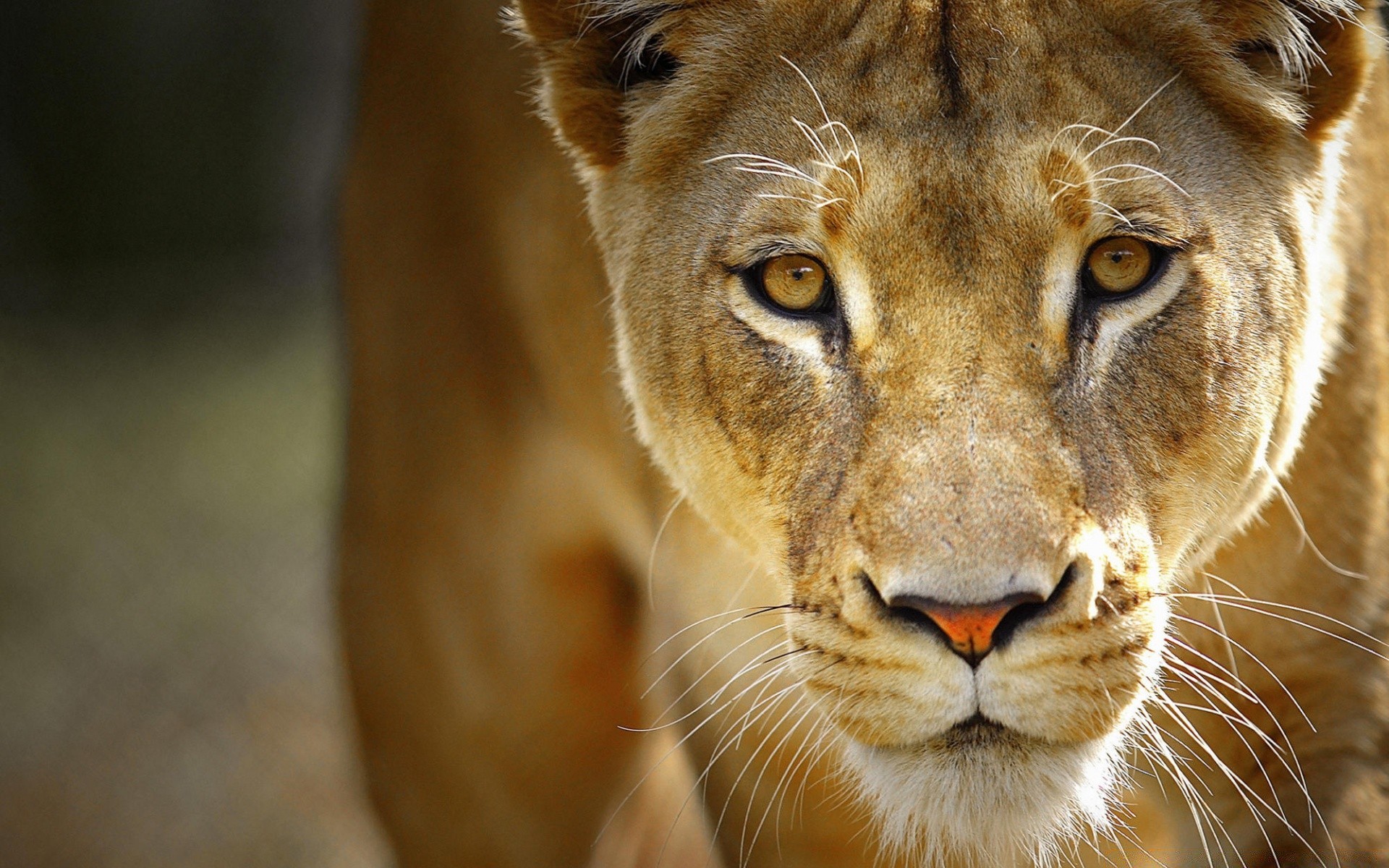 tiere katze tier tierwelt säugetier löwe zoo porträt auge wild safari natur fell raubtier jäger