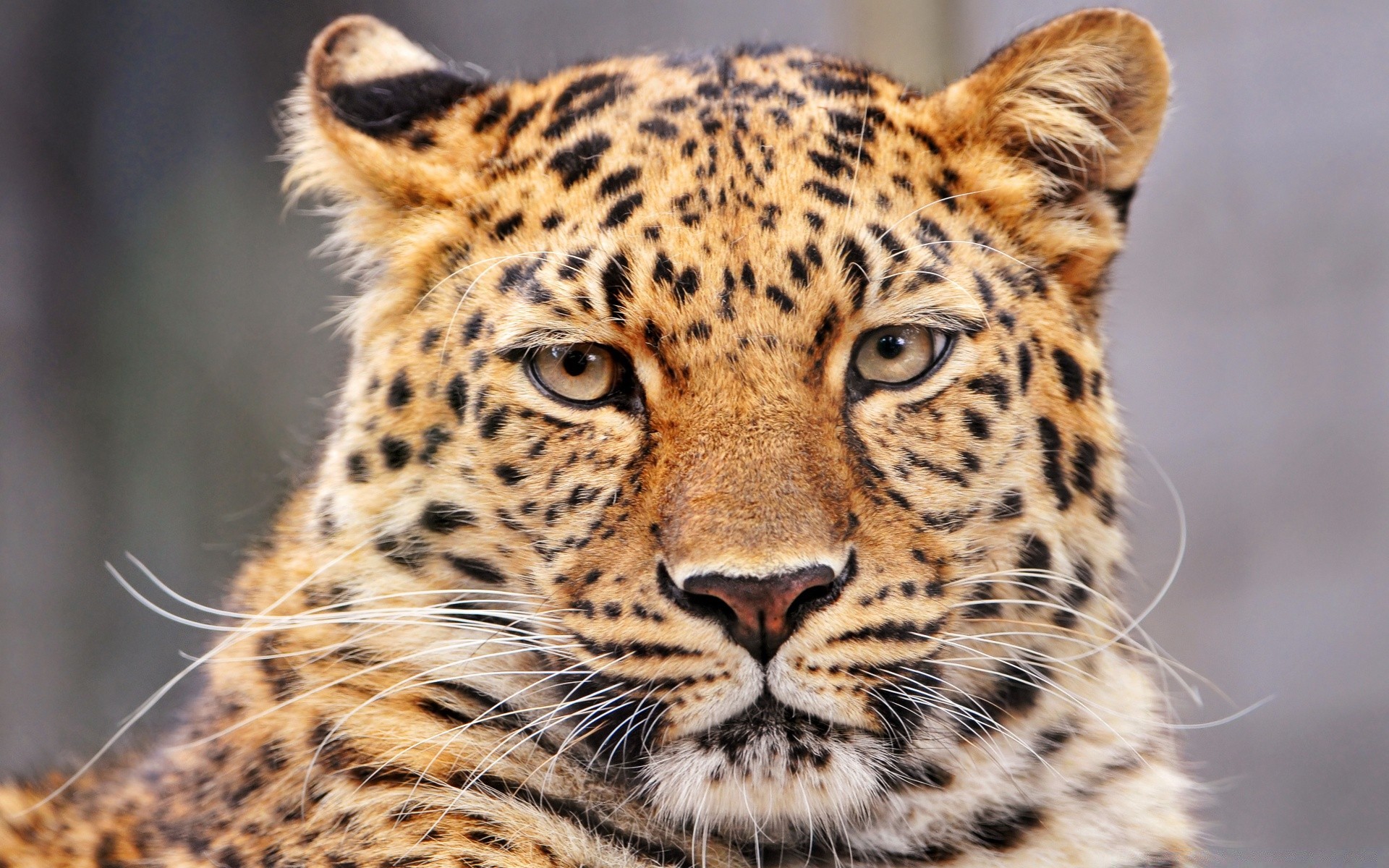 animaux chat faune animal mammifère prédateur safari sauvage léopard chasseur mangeur de viande fourrure