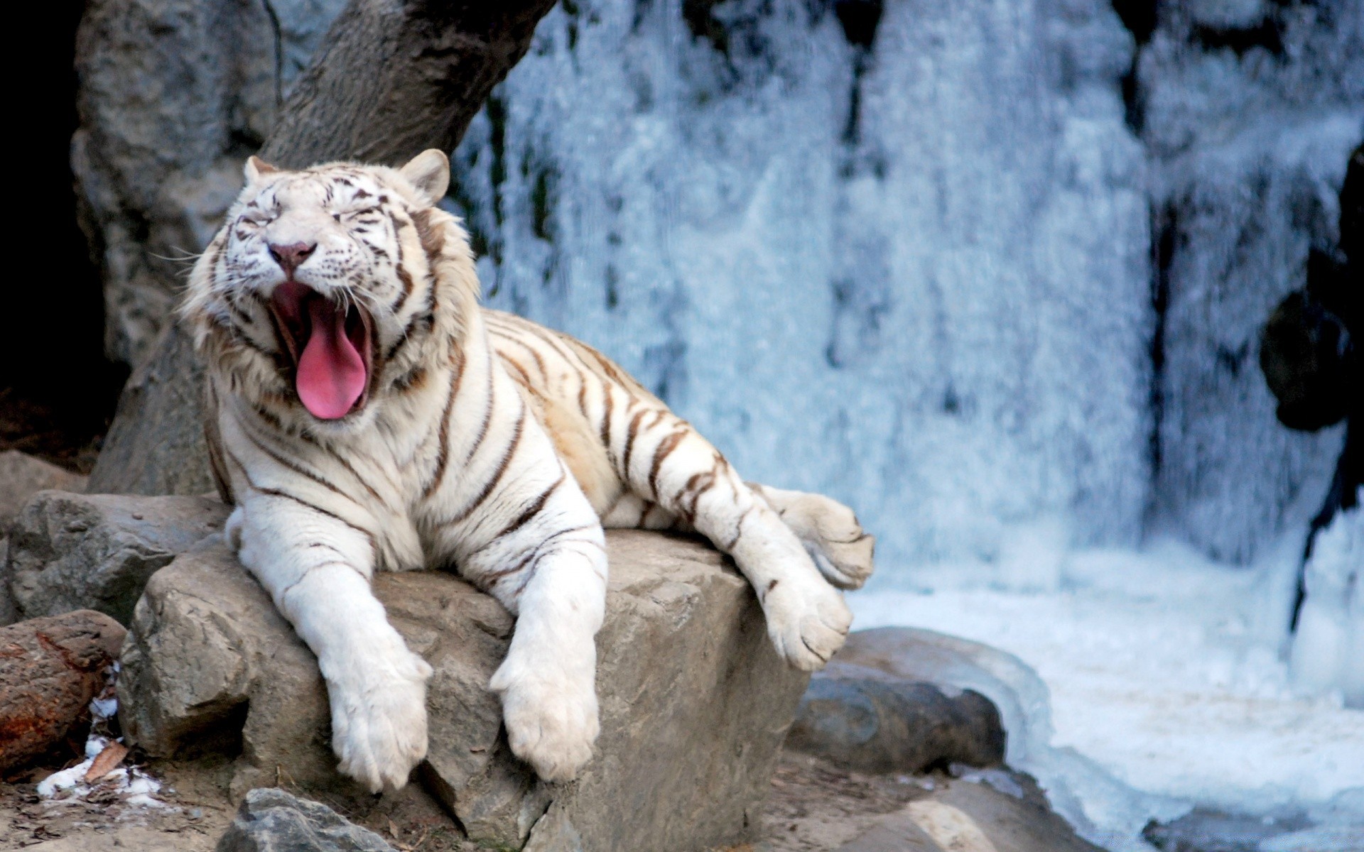 animali natura mammifero fauna selvatica gatto zoo selvaggio tigre inverno pericolo grande neve animale