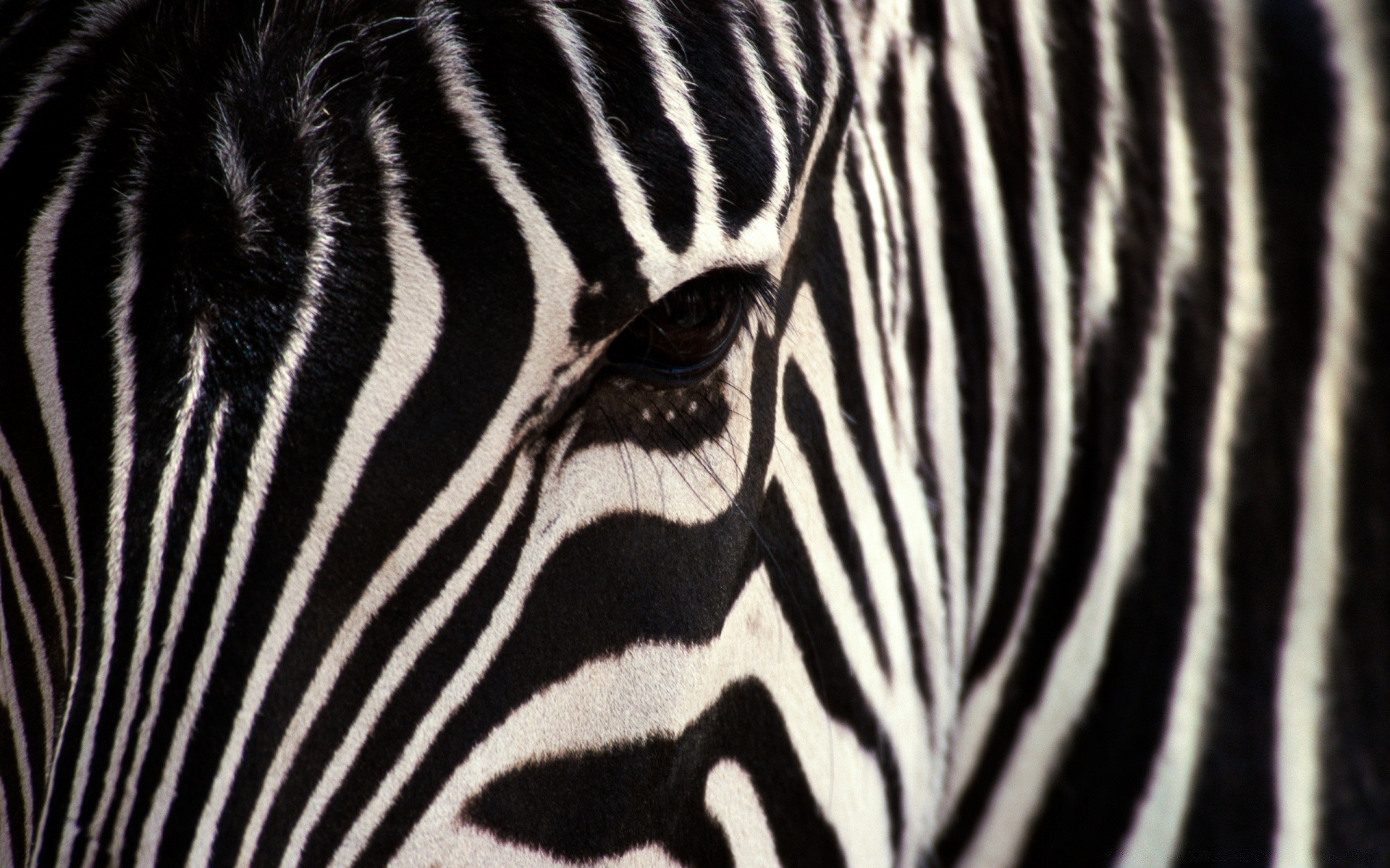 animaux zèbre élevage de chevaux safari bande camouflage faune zoo savane mammifère modèle rayé nature serengeti sauvage fourrure herbivore exotique mane jungle