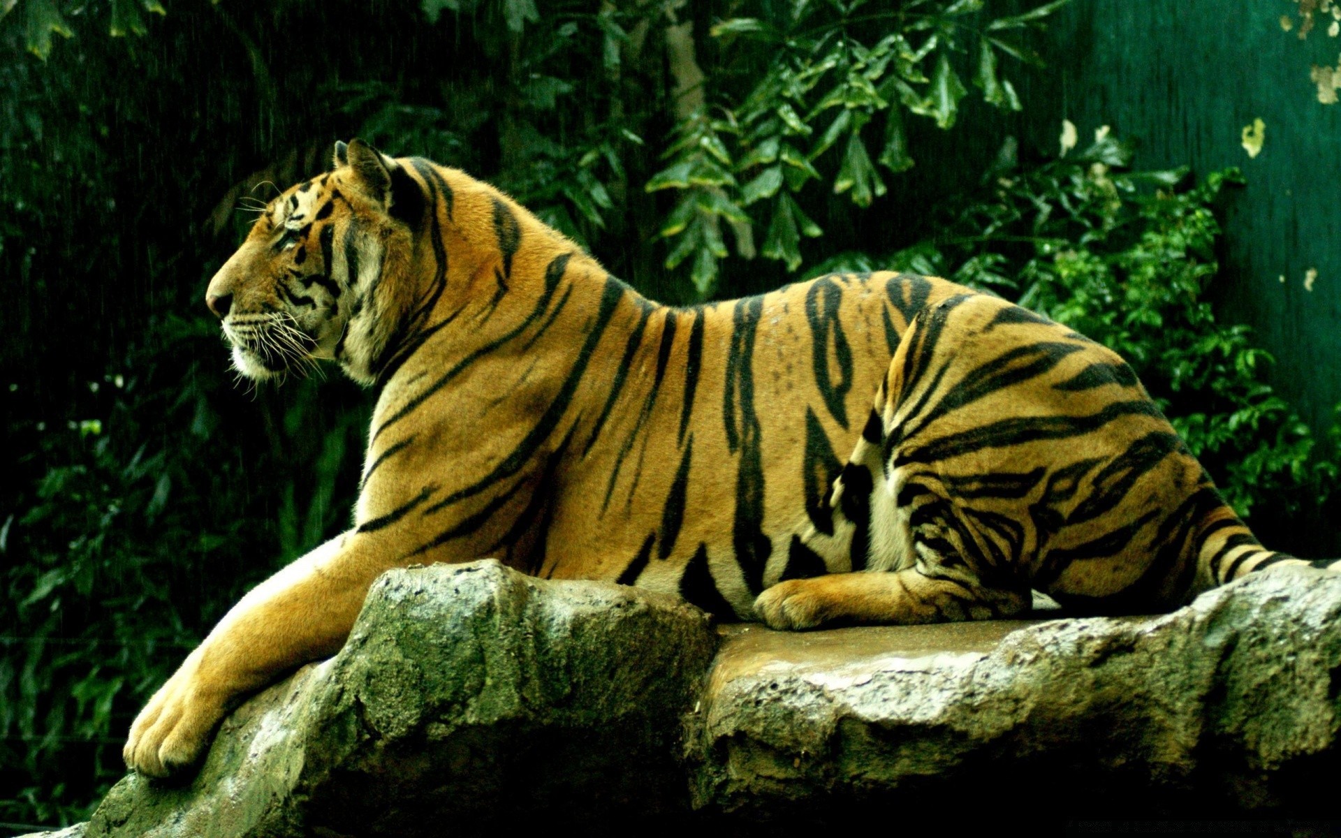 animaux tigre chat faune mammifère zoo jungle grand prédateur chasseur danger nature sauvage mangeur de viande animal portrait agression bande panthère chasse