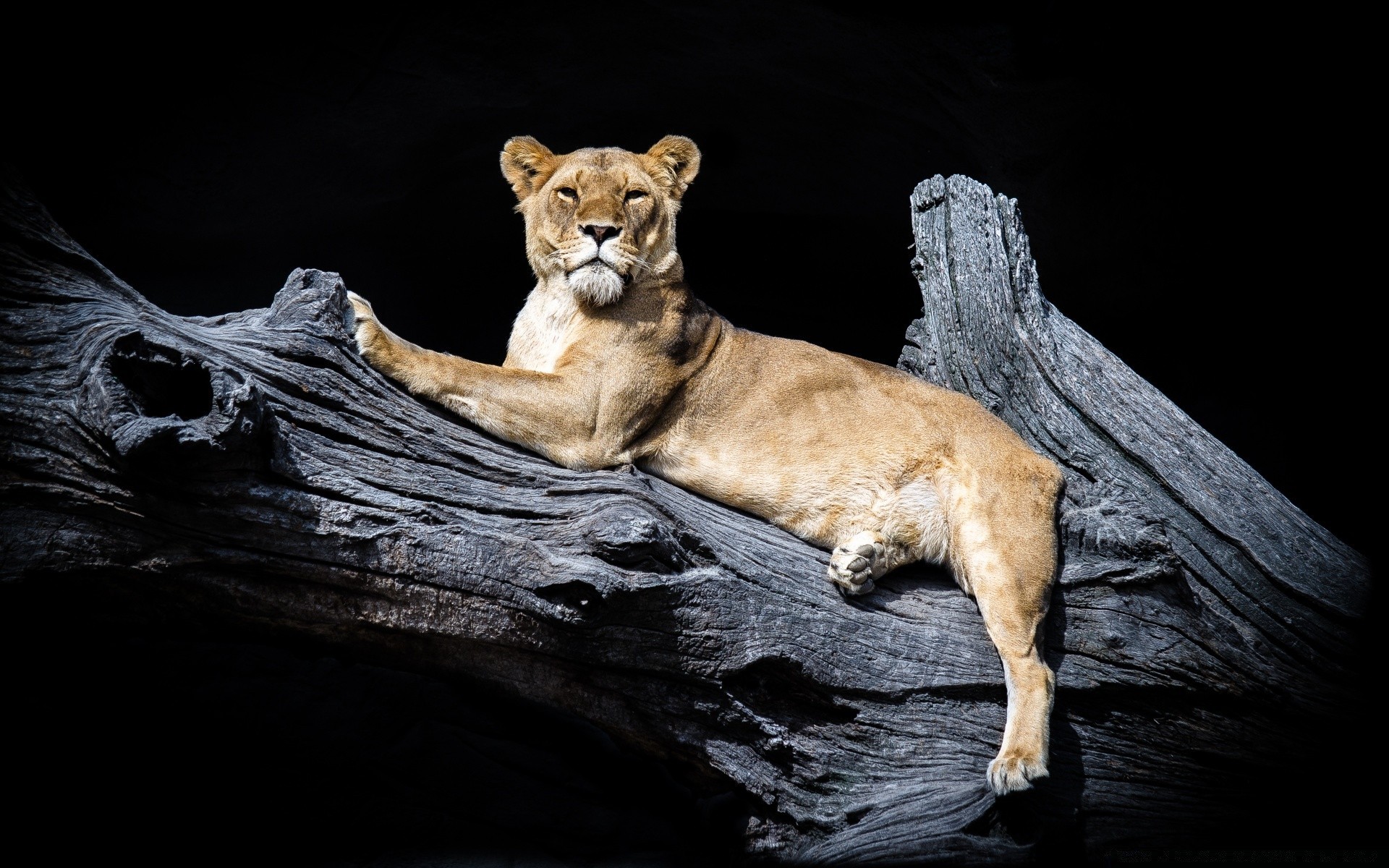 animais mamífero gato vida selvagem leão sozinho selvagem retrato predador natureza caçador